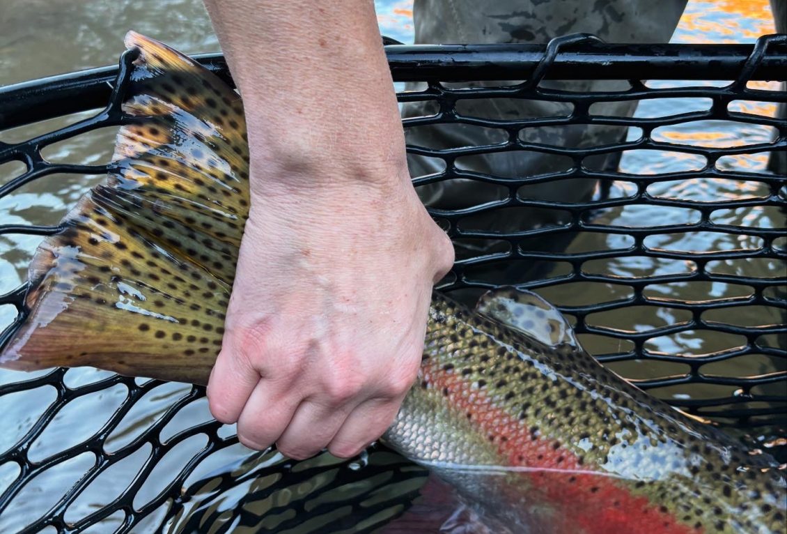 C20E7BBE-4206-41CC-BDF3-6EFD17028012